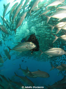 Schooling trevalleys & Diver
Liberty wreck,
Tulamben by Adolfo Maciocco 